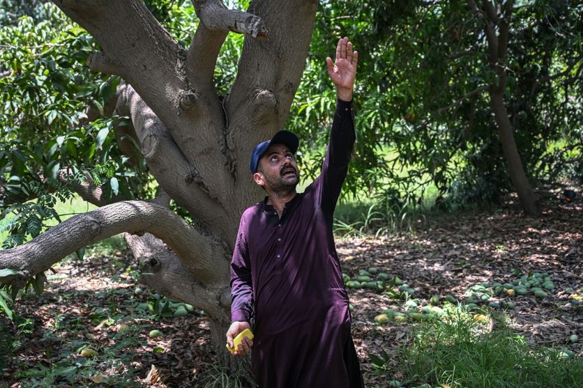 La crise dans la région du Golfe affecte l&rsquo;exportation des mangues pakistanaises
