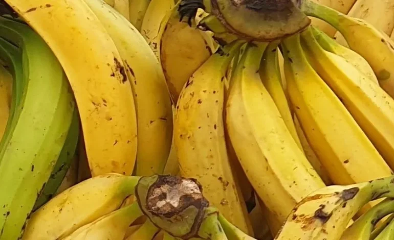 Confirmation du non-lieu dans le scandale du chlordécone aux Antilles