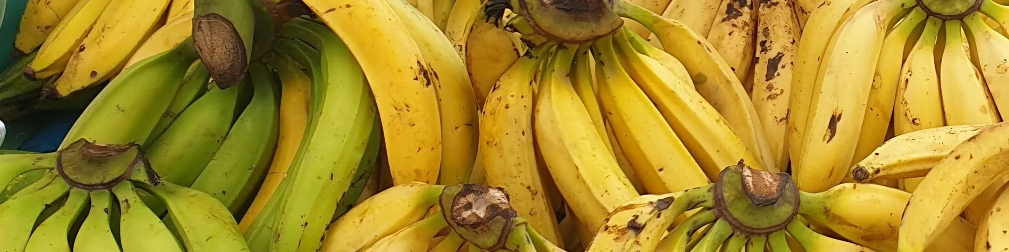 Confirmation du non-lieu dans le scandale du chlordécone aux Antilles