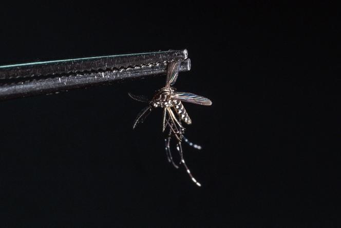 Première épidémie de chikungunya en Guyane depuis celle de La Réunion