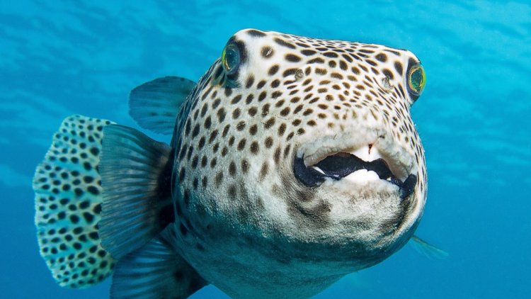 Alerte sur les morsures de poisson-globe en Méditerranée