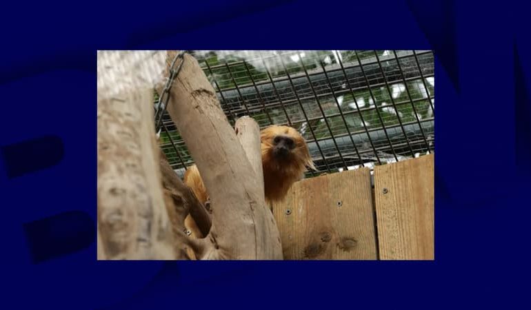 Le retour de Zlatka, le tamarin lion doré volé, au Zoo de Beauval