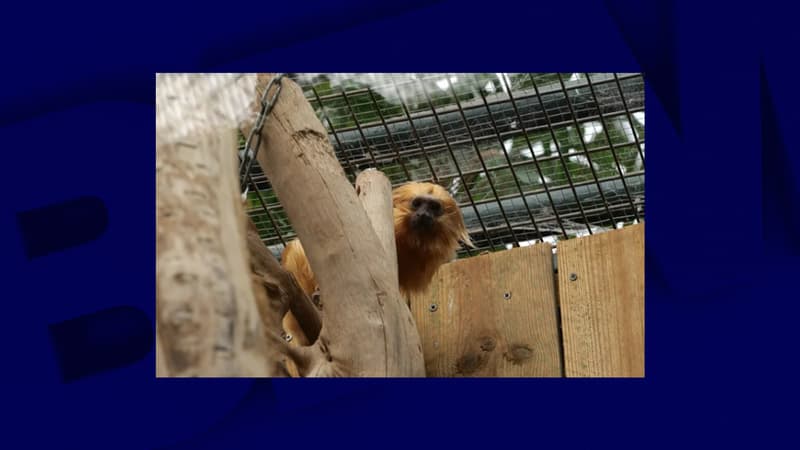 Le retour de Zlatka, le tamarin lion doré volé, au Zoo de Beauval