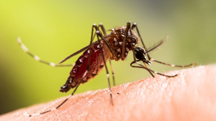 Détection et prévention du chikungunya dans le Tarn