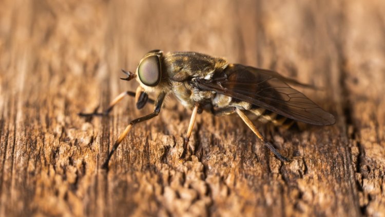 Tout savoir sur le taon, insecte redouté des promeneurs