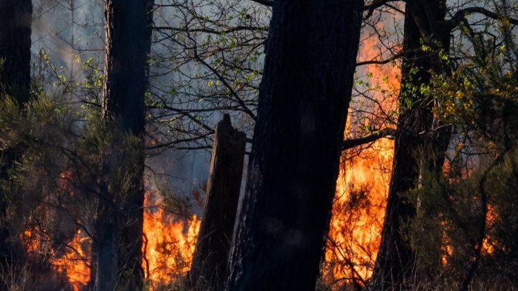 Incendies dans la Loire : des arrestations pour feux de végétation