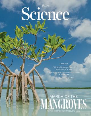 Les mangroves : héros méconnus de la nature
