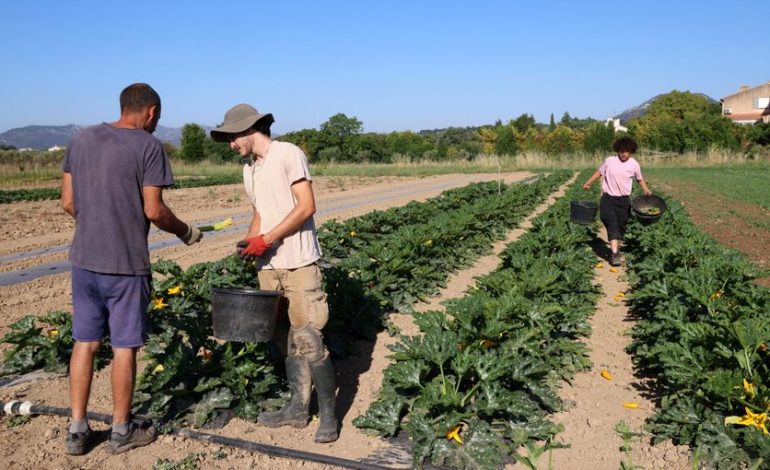 La baisse du nombre de producteurs bio en France en 2025