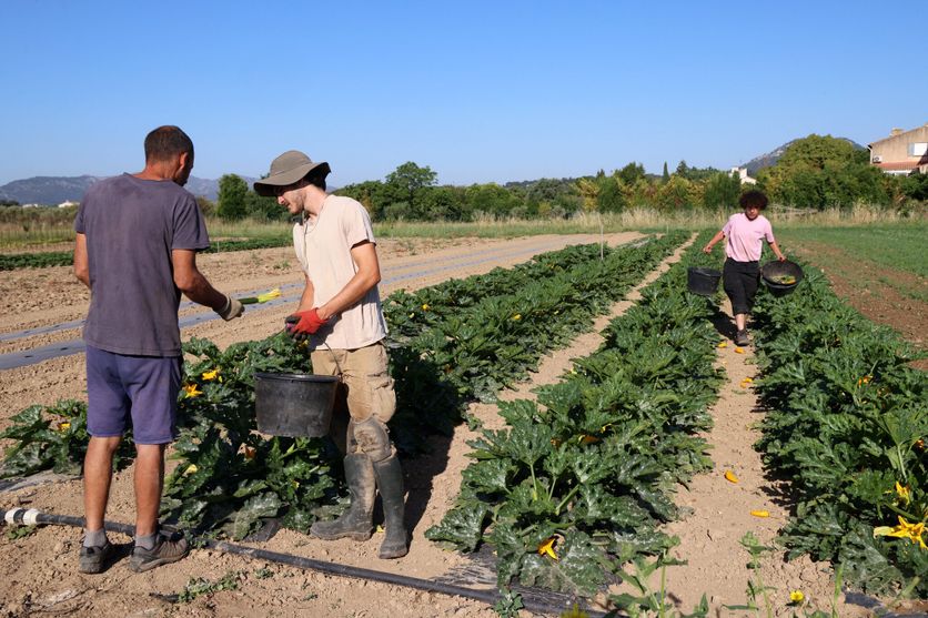 La baisse du nombre de producteurs bio en France en 2025