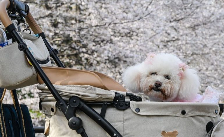 Les Animaux de Compagnie au Japon : Une Nouvelle Tendresse