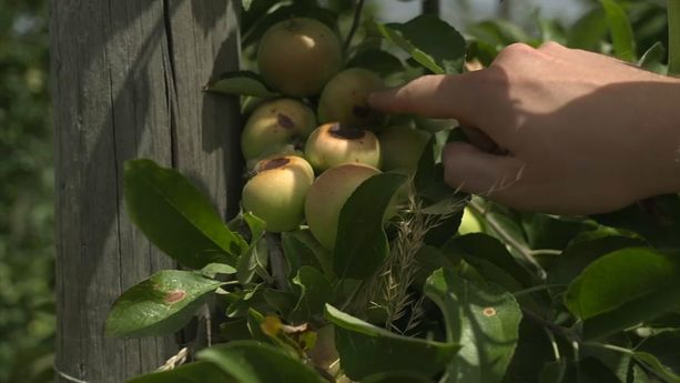 Impact de la chaleur extrême sur l&rsquo;agriculture en Lot-et-Garonne