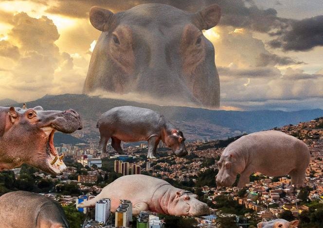 Les hippopotames en Colombie : Une menace écologique