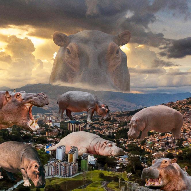 Les hippopotames en Colombie : Une menace écologique