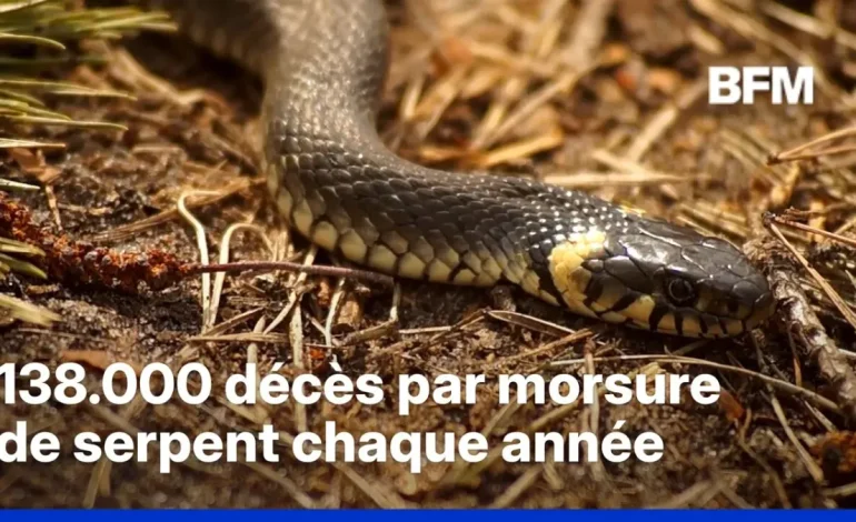 L&rsquo;impact du changement climatique sur les serpents venimeux