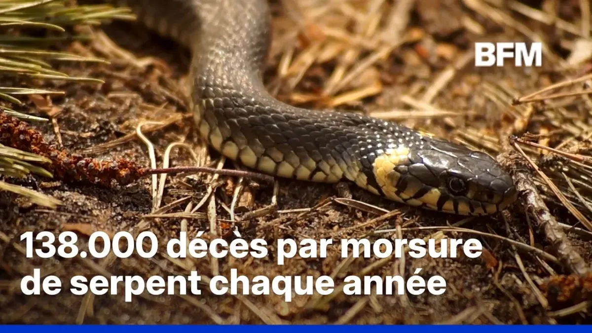 L&rsquo;impact du changement climatique sur les serpents venimeux