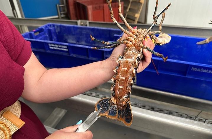 La préservation des stocks de homards au Croisic par le marquage des femelles