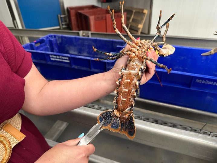 La préservation des stocks de homards au Croisic par le marquage des femelles