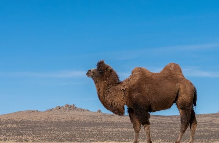 Adaptations des animaux du désert pour survivre sans eau