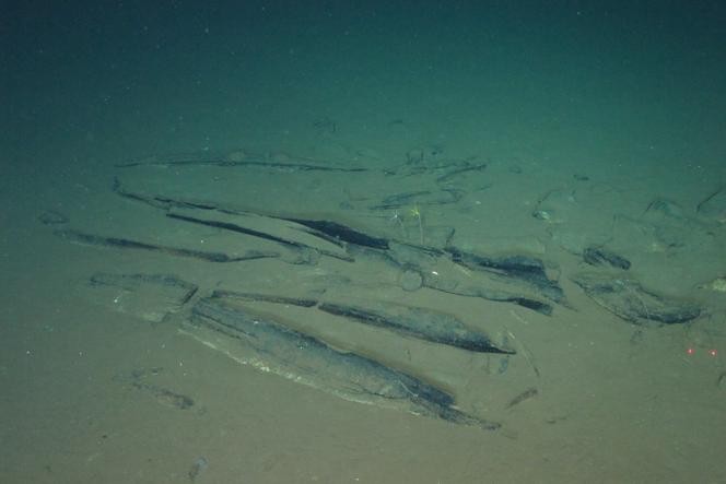 Une découverte fascinante dans les profondeurs océaniques australiennes
