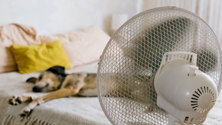 Comparatif des Ventilateurs Modernes pour un Confort Optimal