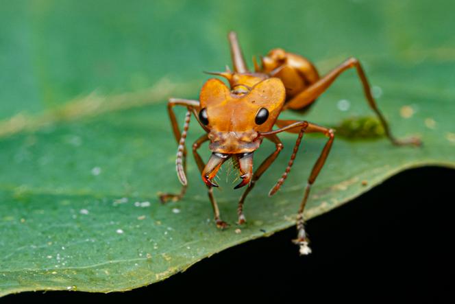 L&rsquo;évolution impressionnante des fourmis