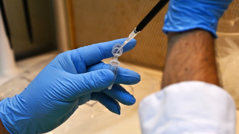 La grippe aviaire H5 atteint l&rsquo;Australie : situation actuelle