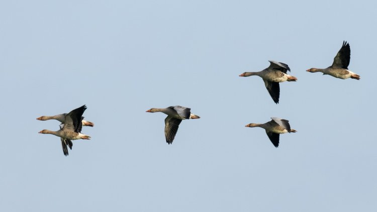 L&rsquo;Australie enquête sur la grippe aviaire H5