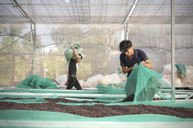 Déforestation au Vietnam : l&rsquo;impact de la culture du café