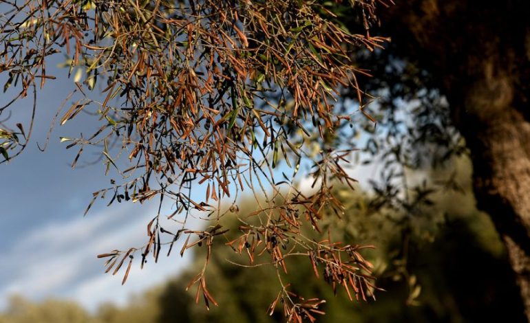 La bataille contre la xylella fastidiosa dans le sud des Pouilles
