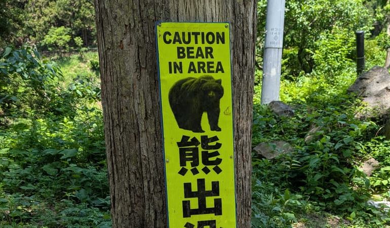Augmentation des attaques d&rsquo;ours au Japon