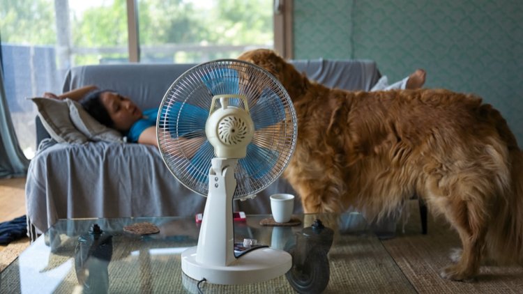 La canicule : un danger pour les animaux domestiques