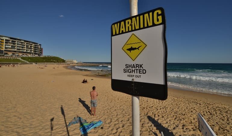 Un plongeur grièvement blessé lors d&rsquo;une attaque de requin en Australie-Occidentale