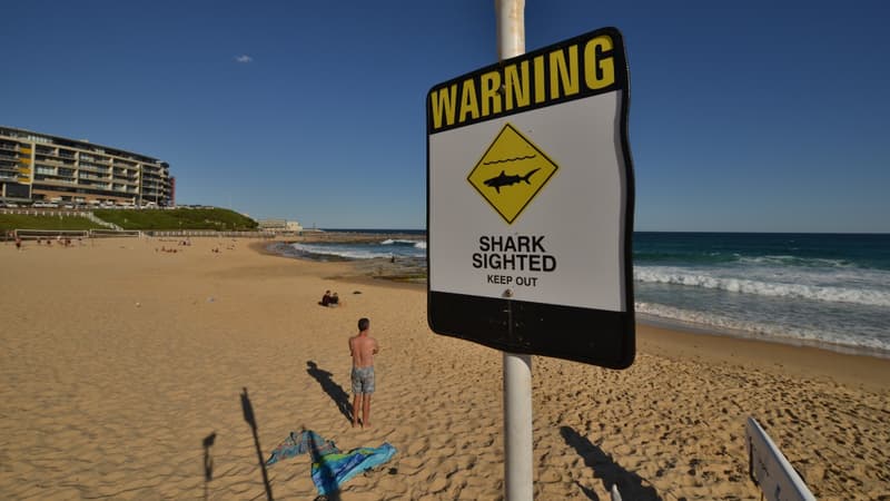 Un plongeur grièvement blessé lors d&rsquo;une attaque de requin en Australie-Occidentale