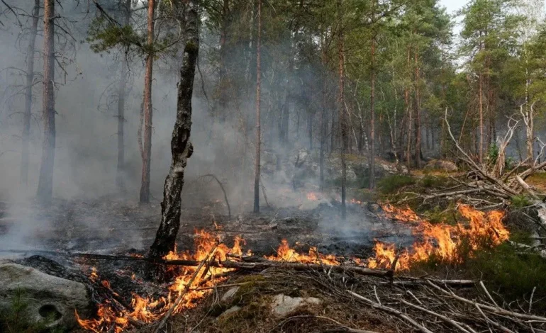 Incendie en forêt de Fontainebleau