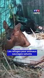 Les refuges pour animaux sauvages face aux incendies et aux canicules