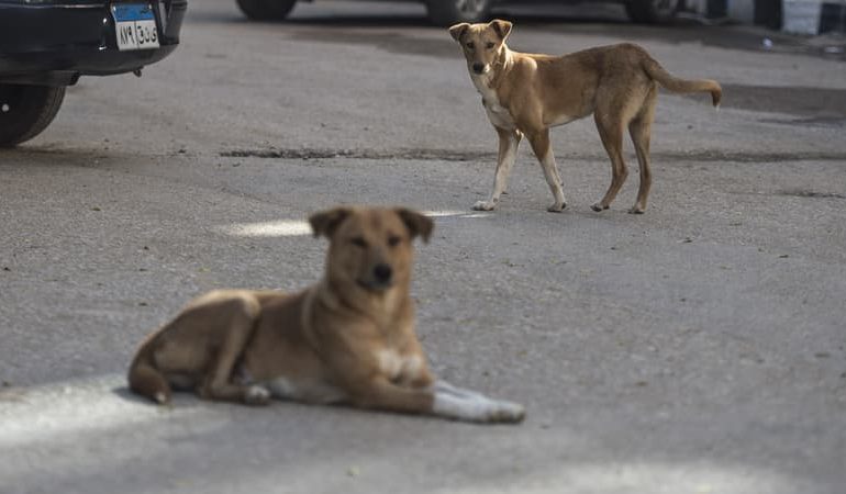 Amendement controversé sur l&rsquo;abattage des chiens errants en Martinique