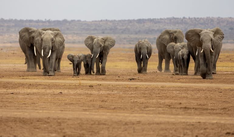 Enquête sur la mort mystérieuse d&rsquo;éléphants au Kenya