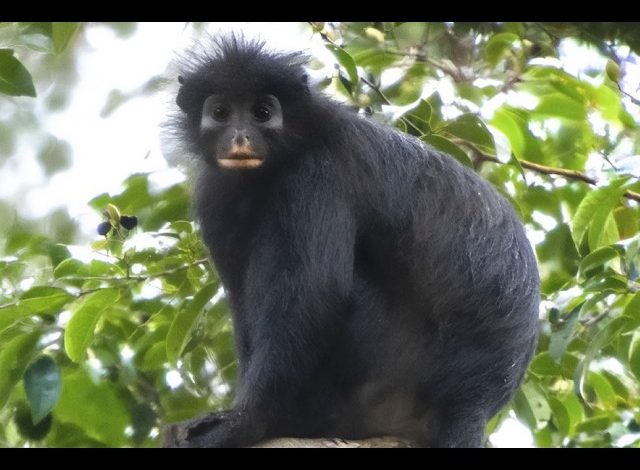 Reconnaissance d&rsquo;une nouvelle espèce de singe en République démocratique du Congo