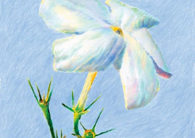 Un parfum d’été : L&rsquo;essence du jasmin de Grasse