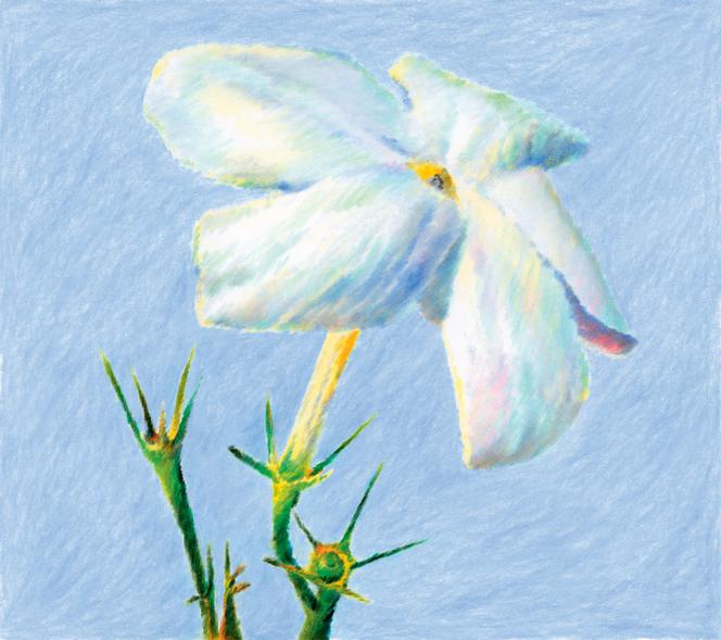 Un parfum d’été : L&rsquo;essence du jasmin de Grasse