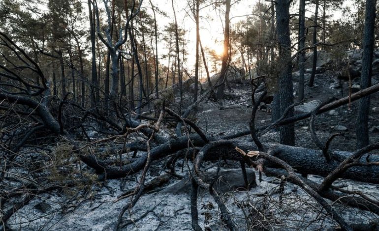 Feu de forêt à Fontainebleau : Impact et conséquences