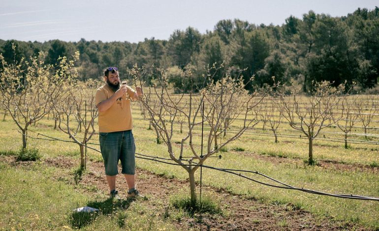 La Renaissance de la Pistache en Provence face au Changement Climatique