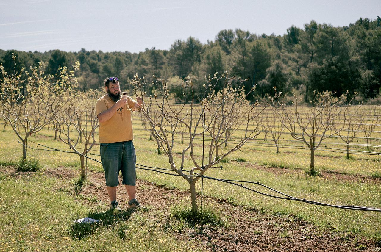 La Renaissance de la Pistache en Provence face au Changement Climatique