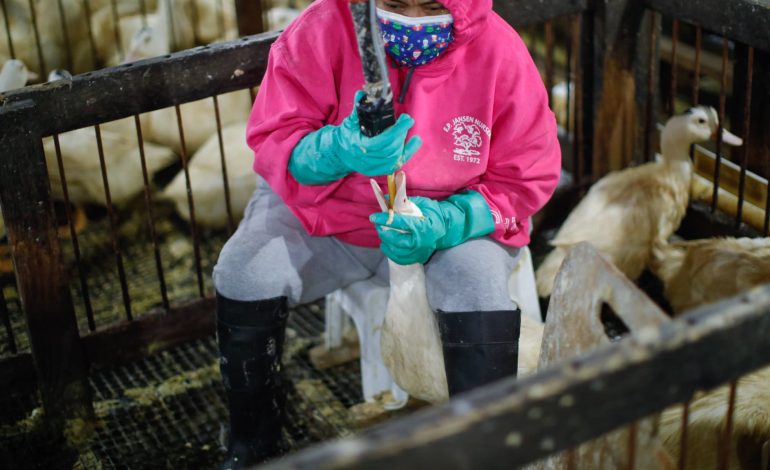 Le Brésil interdit la production de foie gras, inquiétudes pour l&rsquo;accord UE-Mercosur