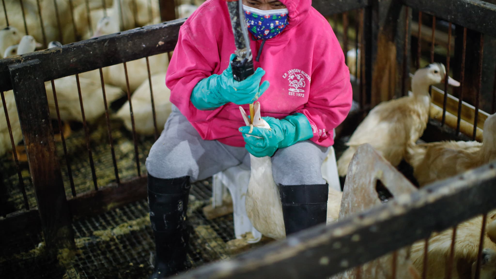 Le Brésil interdit la production de foie gras, inquiétudes pour l&rsquo;accord UE-Mercosur