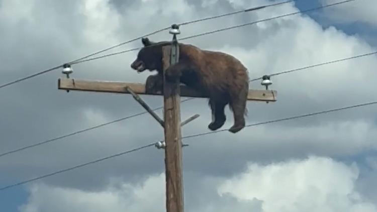 Un ours coincé sur un poteau électrique au Nouveau-Mexique
