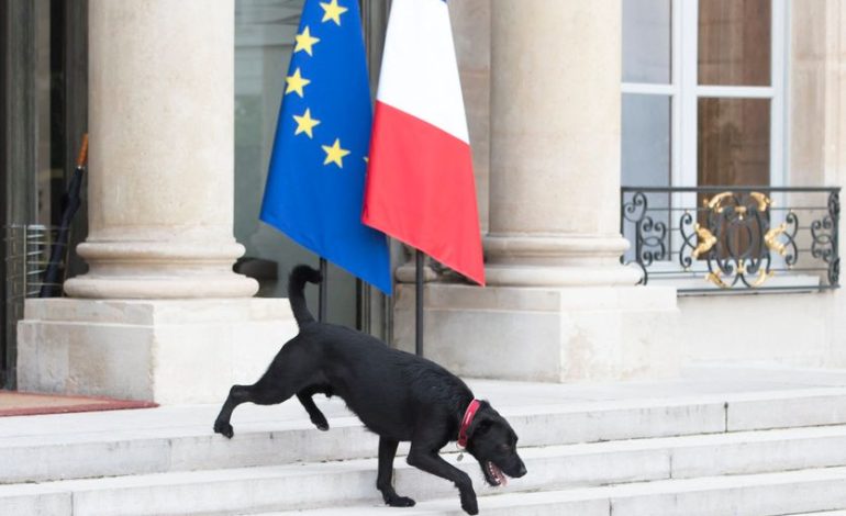 La Politique et la Protection Animale : Engagement des Leaders Français