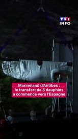 Transfert de Dauphins de Marineland d&rsquo;Antibes vers l&rsquo;Espagne
