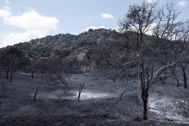 Feux en Espagne: une crise sans précédent menace Madrid
