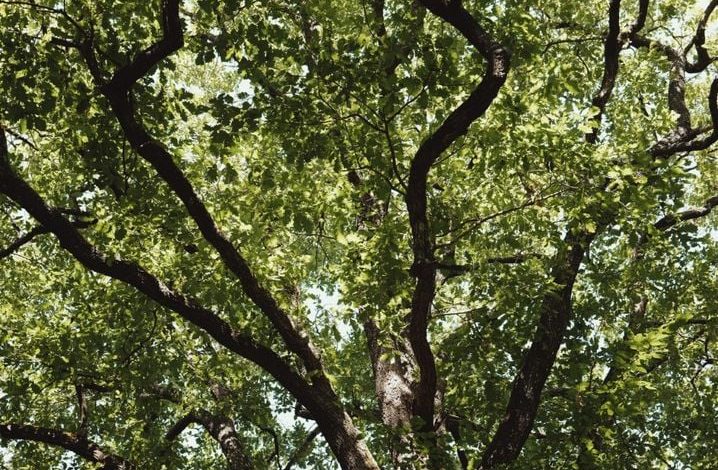 L&rsquo;impact des canicules sur les forêts françaises